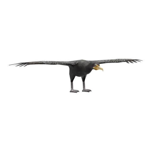 a_c_cormorant (a_c_cormorant) in GTA V
