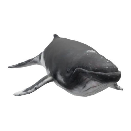 a_c_humpback (a_c_humpback) in GTA V