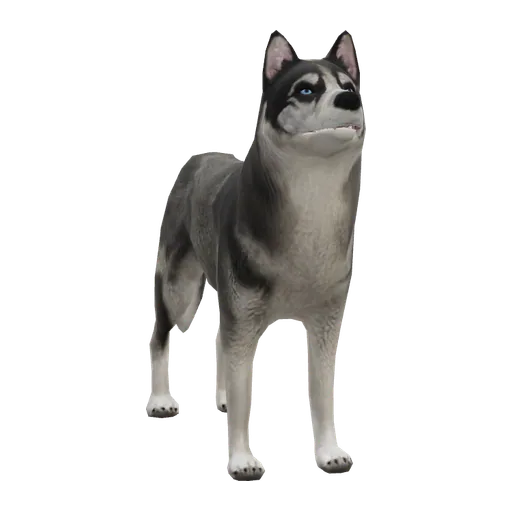 a_c_husky (a_c_husky) in GTA V