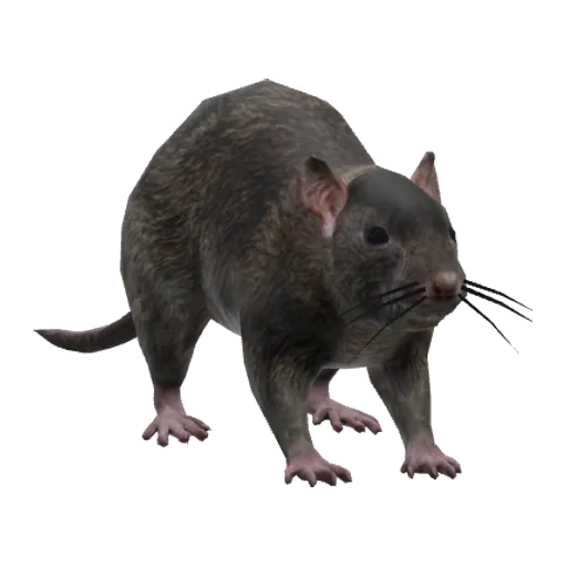 a_c_rat (a_c_rat) in GTA V