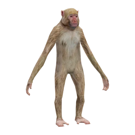 a_c_rhesus (a_c_rhesus) in GTA V