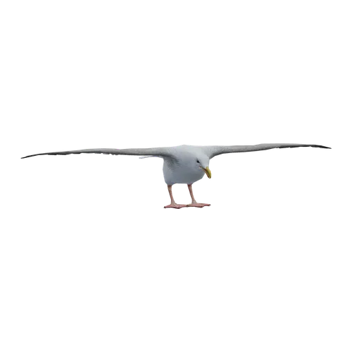 a_c_seagull (a_c_seagull) in GTA V