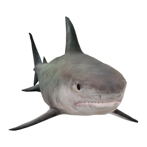 a_c_sharktiger (a_c_sharktiger) in GTA V